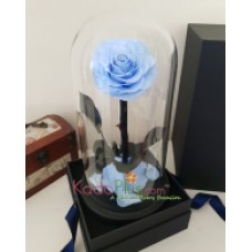 Everlasting Sky Blue Rose Premium